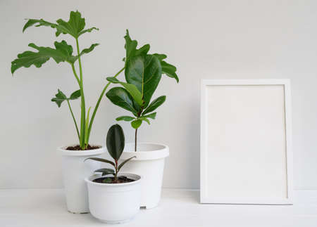 Mock up photo frame and house plants in modern stylish container on white wooden table in white room interior,natural air purify with Philodendron selloum,Rubber plant,Ficus Lyrataの写真素材