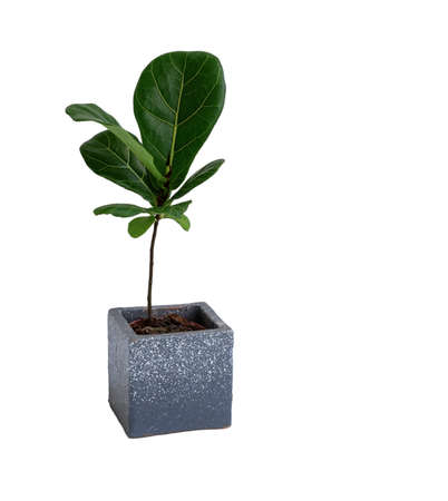 Mininmal stylish houseplant in modern concrete pot isolated on white  background,Fiddle leaf Fig or Ficus Lyrata famous interior treeの写真素材