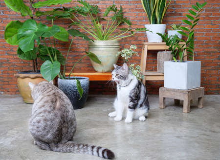 Two lovely happy cats playing in living room interior brick wall with air purify houseplants,Monstera,Philodendron,Ficus Lyrata,snake plant and Zanzibar gem in potの写真素材