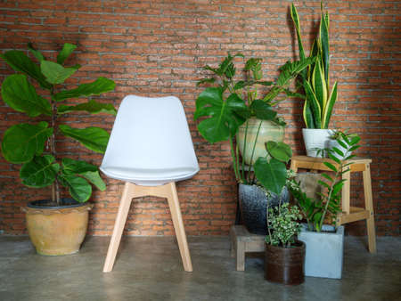 Modern white chair in living room red brick wall decor house plants green leaves natural air purify  with Monstera,philodendron xanadu, Zamioculcas zamifolia,snake plant,Fiddle Fig  in pot,famous interior treeの写真素材
