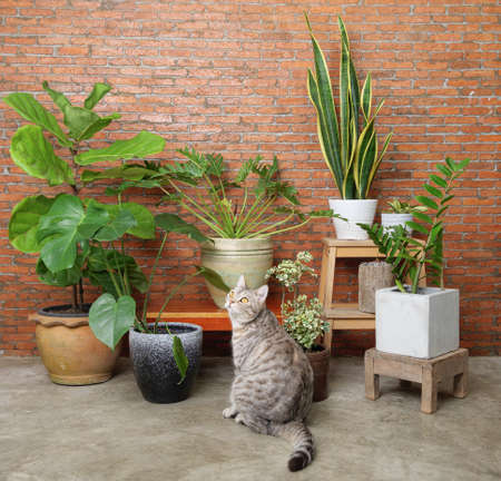 Tabby cat looking up  wood table in loft room interior with houseplant,Monstera,Philodendron,Ficus Lyrata,snake plant and Spotted betel in potの写真素材