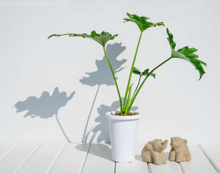 Mininmal stylish elephant statue and houseplant in modern  pot on white wood table  room interior,Philodendron selloum exotic leave tree with long shadow and space for productsの写真素材
