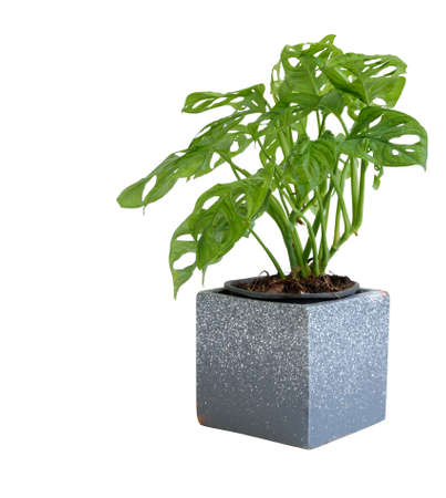 Monstera obliqua in concrete pot isolated on white background,Araceae or Window-leaf plantの写真素材