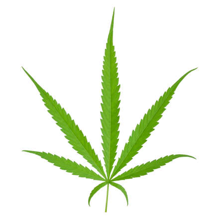 Fresh Cannabis Marijuana green leaves isolated on white backgroundの写真素材
