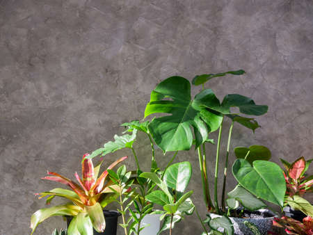 Close up exotic houseplant leaves over concrete wall background,natural air purify with Monstera,philodendron selloum, Aroid palm,Zamioculcas zamifolia,Ficus Lyrata,Bromeliad in sun lightの写真素材