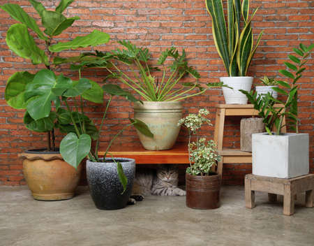 Tabby cat hiding under chair in living room interior brick wall with air purify houseplants,Monstera,Philodendron,Ficus Lyrata,snake plant and Zanzibar gem in potの写真素材