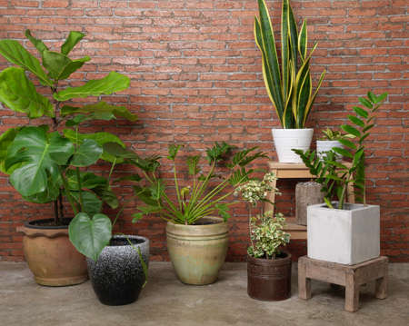 Various house plants beautiful green leaves natural air purify in modern room brick wall with Monstera,philodendron xanadu, Zamioculcas zamifolia,snake plant,Fiddle Fig  famous interior treeの写真素材