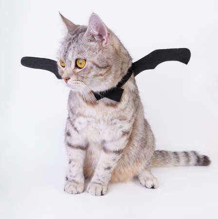 Halloween cat,portrait kitty wear black bat wing isolated on white backgroundの写真素材