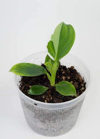 Philodendron white knight Aroid Urban Plants variegated tree houseplant in  plastic pot  on white background,の写真素材