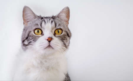 Portrait headshot cute cat sitting and looking forword on white backgroundの写真素材