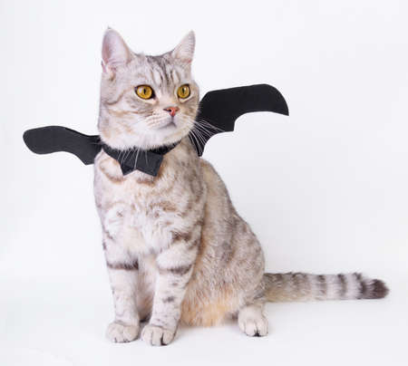 Halloween cat,portrait kitty wear black bat wing isolated on white backgroundの写真素材