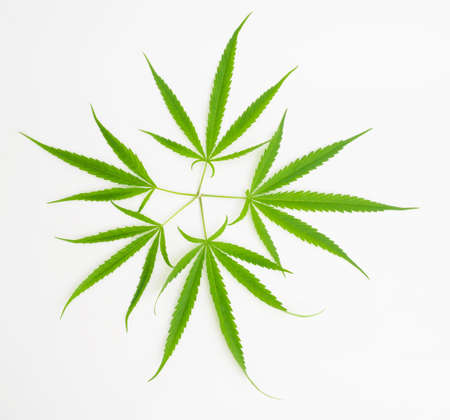 Medical cannabis marijuana flower fresh isolated on white backgroundの写真素材