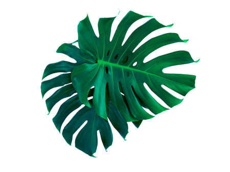 Monstera Deliciosa leaf isolated on white backgroundの写真素材