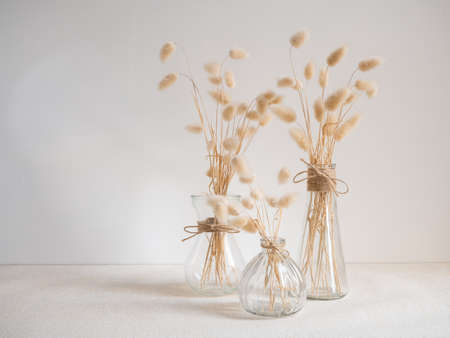 Beautiful dried Lagurus ovatus flowers composition in modern glass vase  on  beige table and cement wall backgroundの写真素材