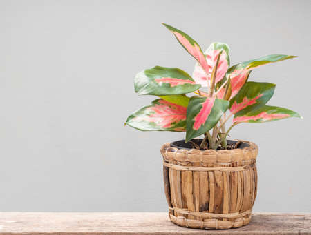 Aglaonema houseplant(Chinese Evergreen) in Vegetable slap  container  on grunge wood table with cement wall backgroundの写真素材