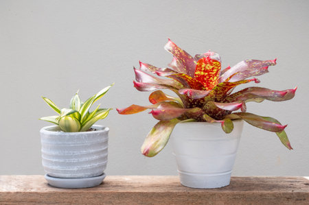 Bromeliad and small Snake plannt or Hahnii green in concrete potted on grund wood table soft backgroundの写真素材