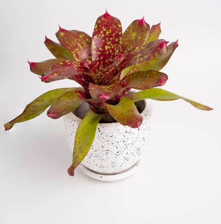 Bromeliad  Neoregeria Charm in modern white container isolated on white backgroundの写真素材