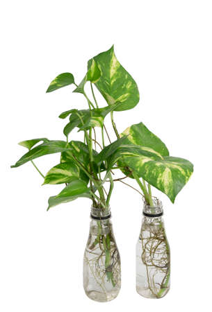 Fresh green Spotted betel plant in white plastic reuse bottle isolated on white backgroundの写真素材