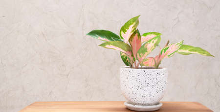 Aglaonema houseplant(Chinese Evergreen) in modern white and black  ceramic container  on wood table with cement wall backgroundの写真素材