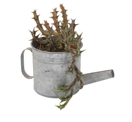 Green succulent plants,Orbea variegata  or starfish plant in zinced potの写真素材