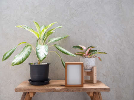 Wood frame mock up and Aglaonema houseplant(Chinese Evergreen) in modern white and black  ceramic container  on wood table with cement wall backgroundの写真素材