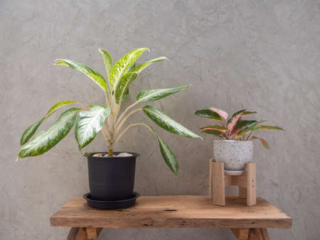 Aglaonema houseplant(Chinese Evergreen) in modern white and black  ceramic container  on wood table with cement wall backgroundの写真素材