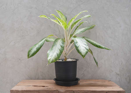 Aglaonema houseplant(Chinese Evergreen) in modern  black container  on teak wood table with concrete wall backgroundの写真素材