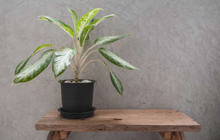 Aglaonema houseplant(Chinese Evergreen) in modern  black container  on teak wood table with concrete wall background,space for productsの写真素材