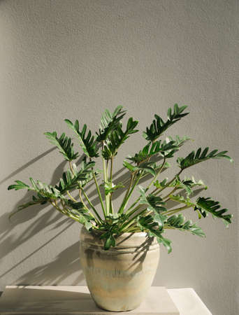 Philodendron xanadu botanical tropical house plant in beautiful green ceramic pot,cement wall backgroundの写真素材