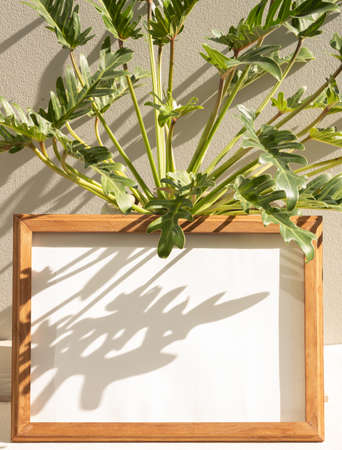 Blank wooden frame mock up and Philodendron xanadu botanical tropical house plant in beautiful green ceramic pot,cement wall backgroundの写真素材