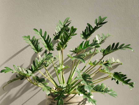 Philodendron xanadu botanical tropical house plant in beautiful green ceramic pot,cement wall backgroundの写真素材