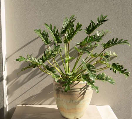 Philodendron xanadu botanical tropical house plant in beautiful green ceramic pot,cement wall backgroundの写真素材