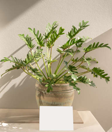Blank invitation card  mock up and Philodendron xanadu botanical tropical house plant in beautiful green ceramic pot,cement wall backgroundの写真素材