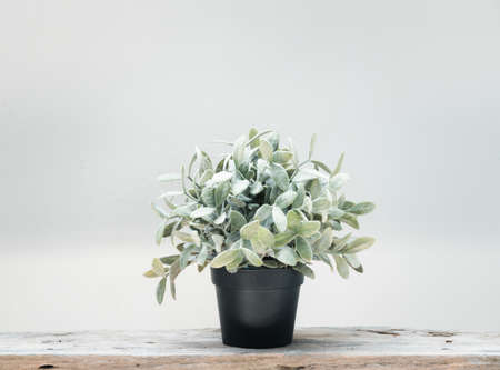 Green tree botanical tropical house plant in black pot on grunge wood floor and cement white wall backgroundの写真素材