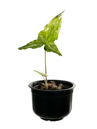 Syngonium podophyllum Variegeted in black pot isolated on white with clipping pth,Air purification trees / Variegeted plantsの写真素材