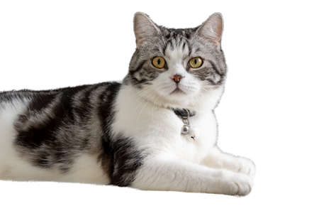 Lovely cat beautiful face sit on floor isolate on white backgroundの写真素材