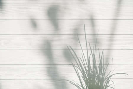 Shadow abstract leaf  and grass textured minimalism backdrop white wooden background for mock up