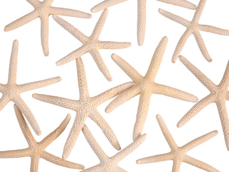 Group of seashell starfish pattern top view isolated on white background with clipping pathの写真素材