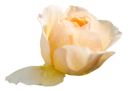 Beautiful yellow pink rose pastel petal isolated on whiteの写真素材