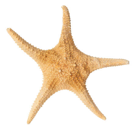 Starfish ocean isolated on whiteの写真素材