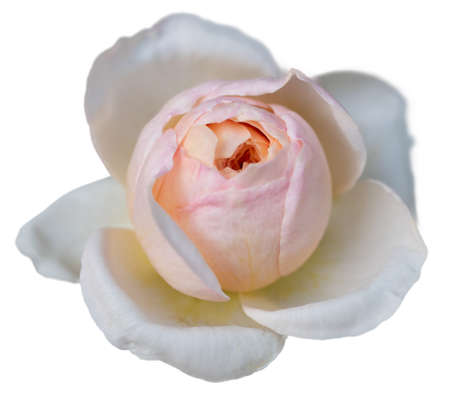 Beautiful yellow pink rose pastel petal isolated on whiteの写真素材