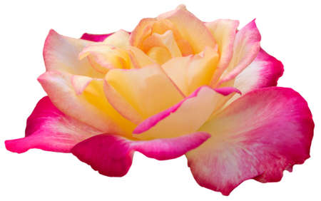 Beautiful yellow pink rose pastel petal isolated on whiteの写真素材