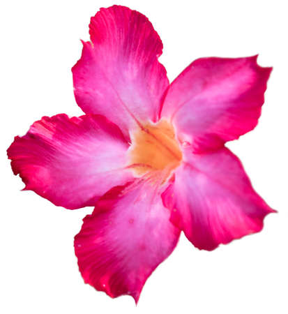 Beautiful pink desert rose blossom isolated on whiteの写真素材