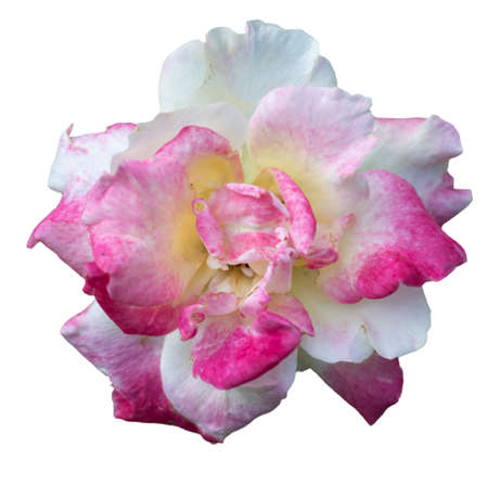 Beautiful falling rose sprinkle  pastel petal isolated on whiteの写真素材