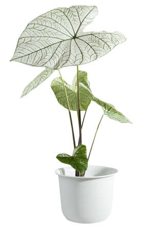 Beautiful Caladium Bicolor Vent,Araceae,Angel wings houseplants in modern white pot isolated on whiteの写真素材