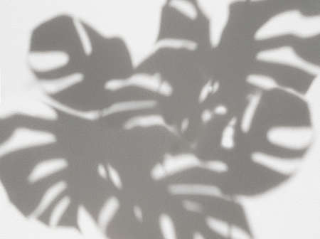 Shadow Monstera leaves houseplants for background and mock up
