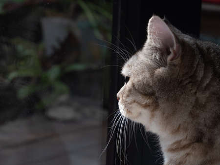 Portrait cute cat sit in living room looking garden outside through window in morning