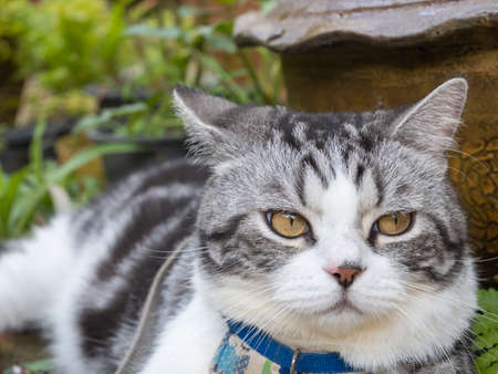 Cute happy kitty cat relaxing in outdoor garden at homeの写真素材