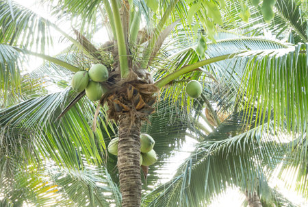 Coconuts palm tree and fruits in Thai tropical garden