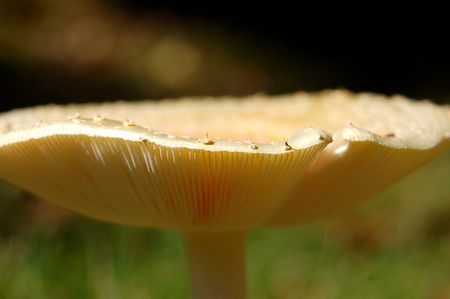 A bug's eye view of a wild mushroom growing in a field in North Carolina.の写真素材